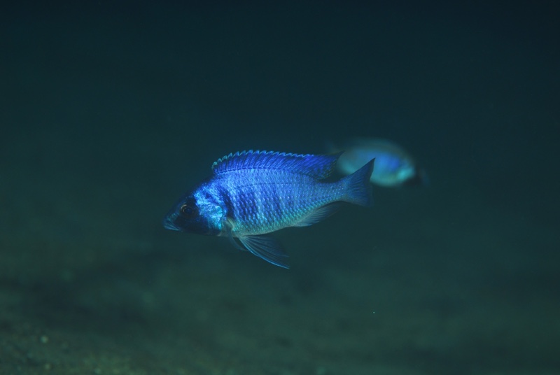 Placidochromis electra 'Border'